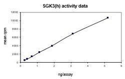 Eurofins DiscoverX SGK3 Protein, Active 10 &mu;g | Buy Online | Eurofins DiscoverX | Fisher Scientific